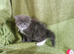 Bsh x ragdoll
