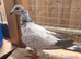 2x hen for sale
