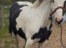 For sale Barbie 6yo cob mare