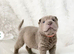 Lilac Shar-Pei Puppies For Sale