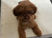 Gorgeous little imperial shih