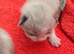 Beautiful 100% ragdoll babies
