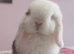 Pure bred mini lop