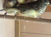 Gloster canaries for sale