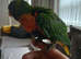 Beautiful hand tamed rainbow lorikeet for sale