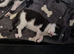 Beautiful kittens READY NOW