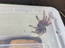 Giant Brazilian white knee / Mexican fireleg