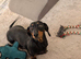 Dachshund puppies