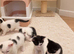Kittens ready for their forever home