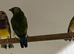 For Sale Gouldian Finch Males x 6 2026 youngsters