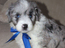 Aussiedoodle F1 Health Tested Parents