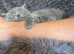Adorable British Shorthair Kittens &ndash; Ready Soon, Stunning Blue & Bicolour
