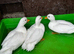 White call ducks