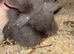 Lion head rabbit