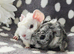 Boar pair available