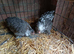 Two Lovely 3 month old Female Pekins