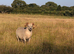 2 proven, lovely Shetland rams for sale