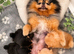 Tiny Teddy Bear Pomeranians PRICE REDUCED!!