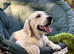 Pet/guardian home