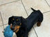 Female Dachshund FOR SALE 1 year old