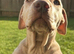 Beautiful 5-Month-Old Puppies Looking for Their Forever Homes