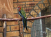 Gorgeous young Rosellas
