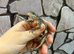 Starred Agama at Birmingham Reptiles