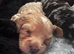 1 miniature cockapoo puppy ready to leave!