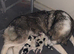 5 pedigree Siberian husky / American Akita long haired puppy's.