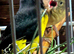 YELLOW BELLY SISKINS