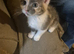 8 weeks old Kittens