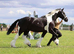 Chaps registered gelding