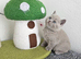 British Shorthair kittens