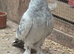 Turkish Pigeons for sale