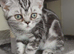 Bsh. Silver Classic Tabby. Ready on the end of June to new homes.
