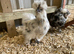 Silkie Bantam chickens