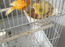 Canaries