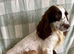 Stunning Extensive health tested cocker spaniel puppies