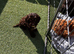 Cockapoo puppies