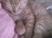 ginger female