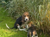 Beagle Pups Northern Ireland