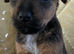 Patterdale puppies