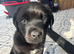 Rottweiler vs presa canario