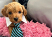 Asian poodle x cavapoo puppies