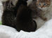 Gorgeous bengal x Persian kittens