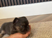 Fluffy Frenchie