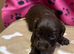 6 puppy’s one is chocolate merle very rare