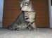Two adorable kittens looking for a loving home!