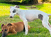 Whippet x Italian Greyhound puppies