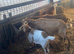 10 month old Golden Gurnsey x Boer Doe for sale